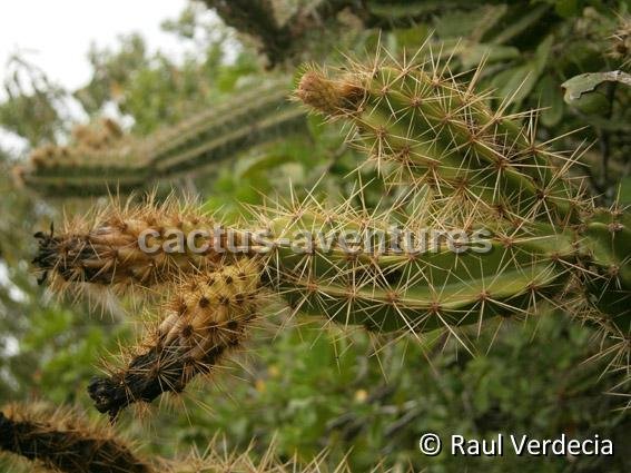 Leptocereus santamarinae Raul Verdecia P3270828